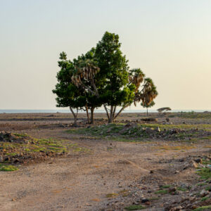 Tales of the Djibouti By Camille Massida